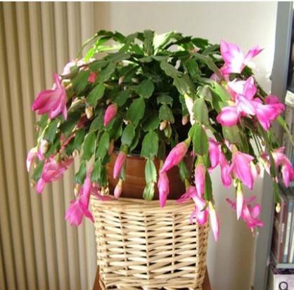 常见的8种进口花，你养过几种？第4种小睡莲最难养