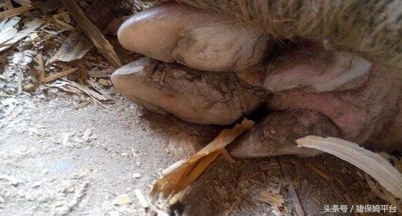 母猪蹄甲裂是什么原因,母猪蹄裂怎么治