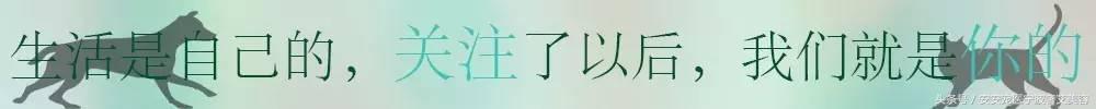 宠物美容师想法,宠物美容师难学吗