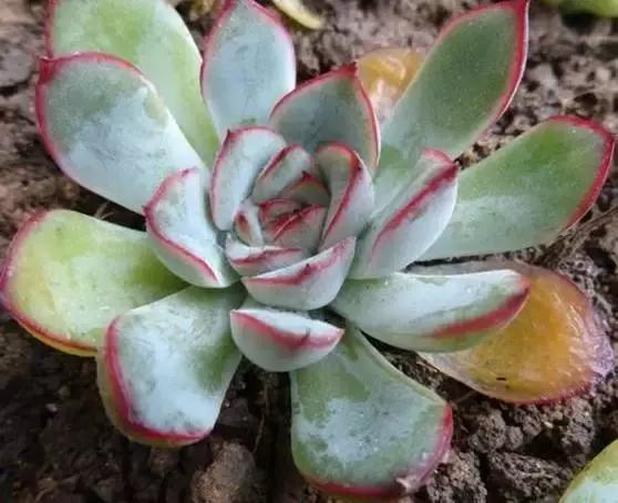 多肉化水叶片要不要摘下来,红宝石多肉掉叶子化水怎么办