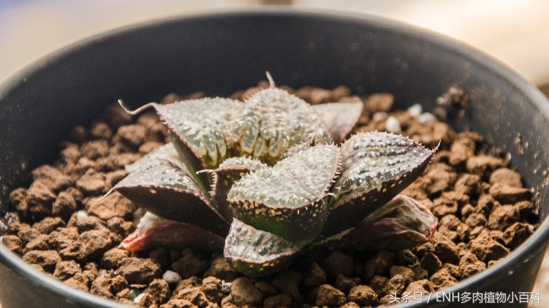 养十二卷需要什么,十二卷多肉夏天的养护方法