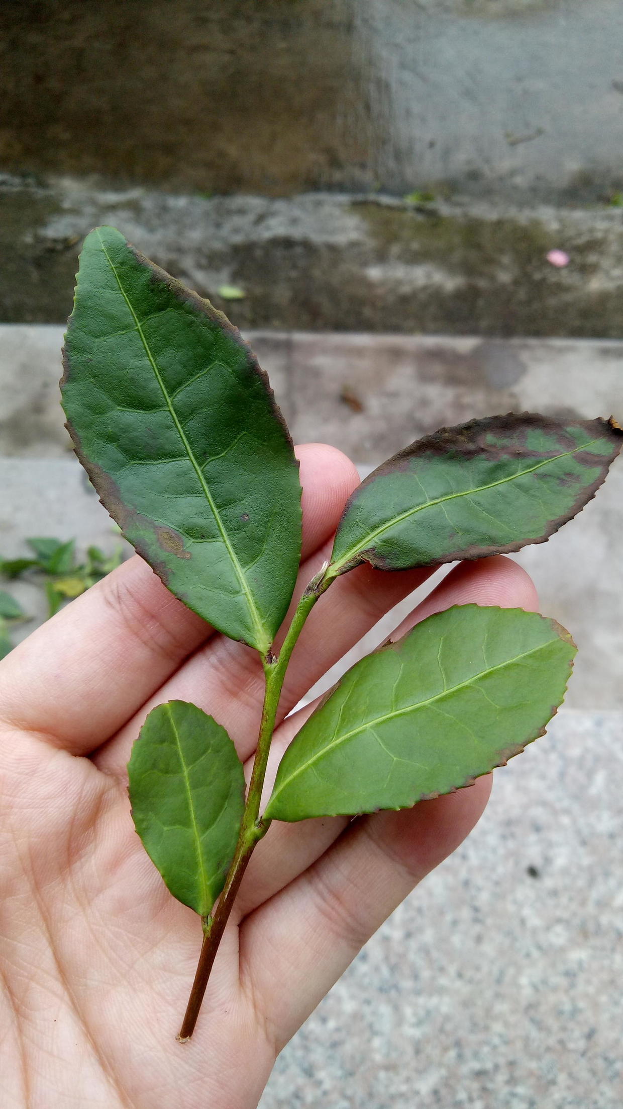 如何正确分辨真假铁观音,别再说买不到正宗的铁观音了