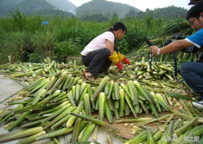 茭白田里泥鳅黄鳝野生的多不多,泥鳅养殖致富新路