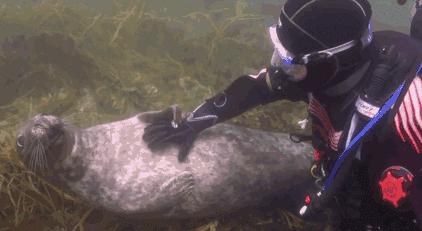 卖萌简直不能忍，它才是网红界NO.1