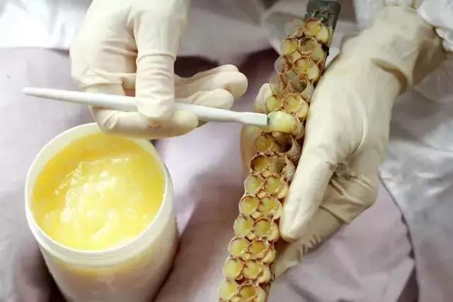 日本养生滋补之蜂产品 (养生保健蜂产品)