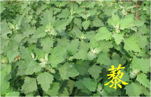 农村常见的43种中草药,农村常见却被忽略的草药