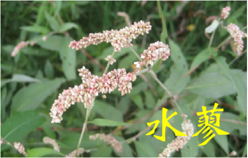 农村常见的43种中草药,农村常见却被忽略的草药