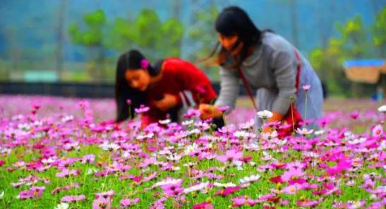 广州薰衣草公园,广州附近哪里有薰衣草看