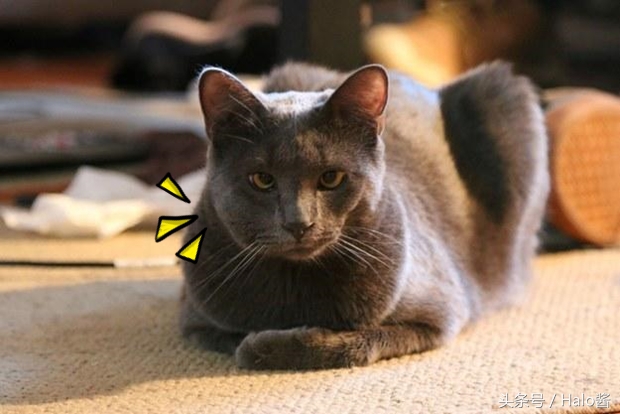 哭笑不得！猫狗大战蜜蜂后……主人该如何及时护理？