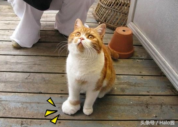 哭笑不得！猫狗大战蜜蜂后……主人该如何及时护理？