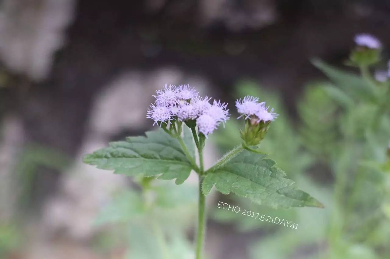 珠海赏花,现在珠海哪里赏花
