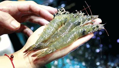4招鉴别“毒海鲜”，厦门人买海鲜都要学着点