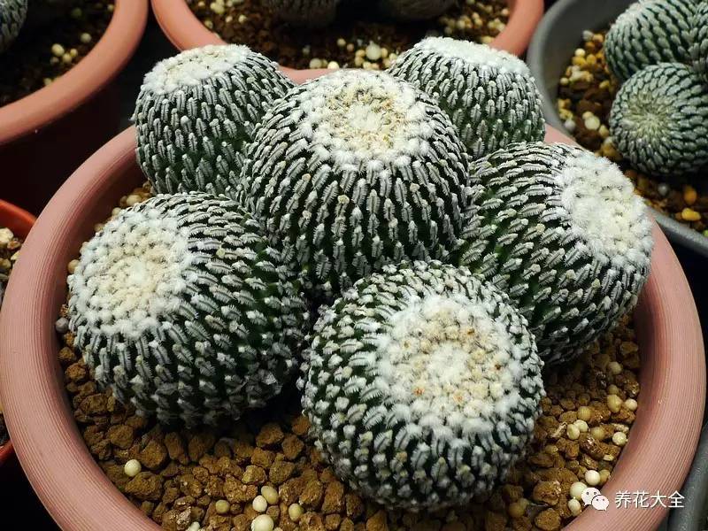 多肉有毒到底有多可怕 (各种多肉有毒吗)