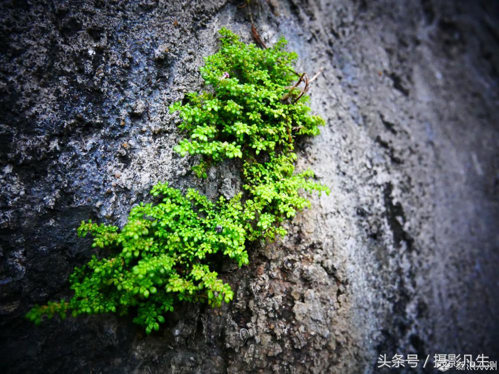 松下gf9可以自拍吗,带女朋友旅游拍照相机推荐