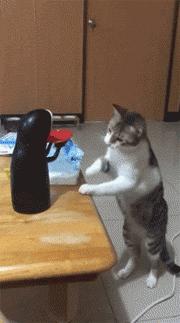 推主家的猫看电视，看着看着就睡着了，太可爱了，还翘着二郎腿！