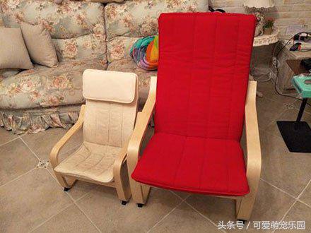 如果抓住猫的尾巴猫会怎么反应,不小心踩到猫咪的尾巴了