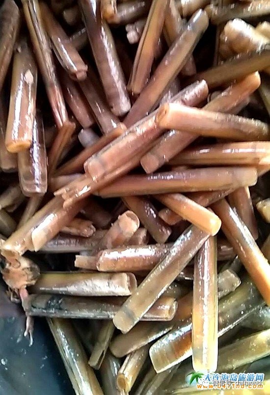 大连海岛趣事：这种海鲜，玩起来比吃都过瘾