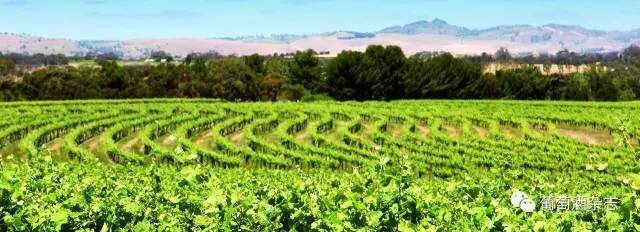 原来葡萄酒是这样喝的,这样的葡萄酒还敢喝吗