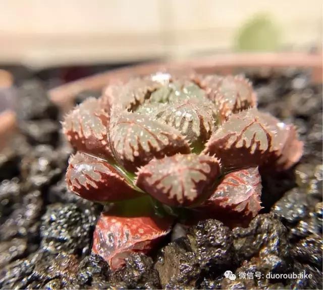沉浸在花花草草的世界里,沉浸在动物和花海世界中