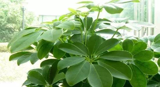 辟谣吸收甲醛最好的室内绿植,能吸附甲醛的绿色植物