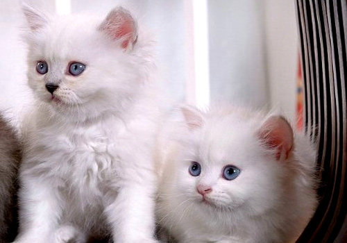 小猫大便拉稀用什么药,小猫拉稀吃什么药