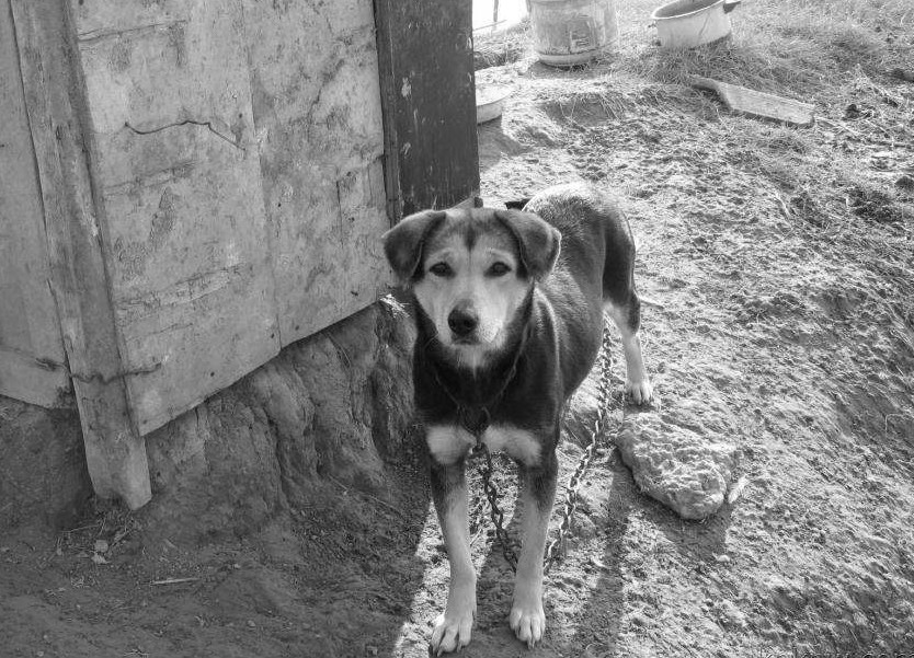 养了6年的小狗被偷吃了,养了十年的狗狗被家人狠心抛弃