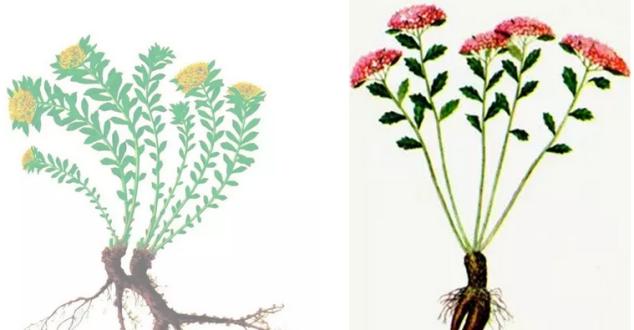 红景天的功效和作用本草纲目,中医学的红景天性味归经与功效