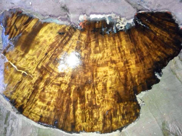 金丝楠木手串值不值得玩,真正金丝楠木手串价位一般是多少