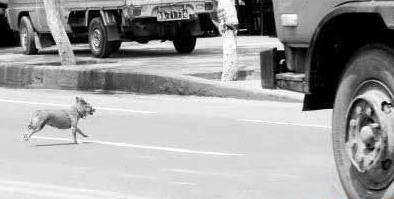 开车撞死狗了要赔偿吗,机动车撞死狗要赔钱吗