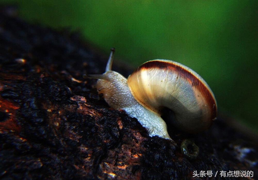 什么牌子的蜗牛护肤品好,什么品种的蜗牛美容效果好