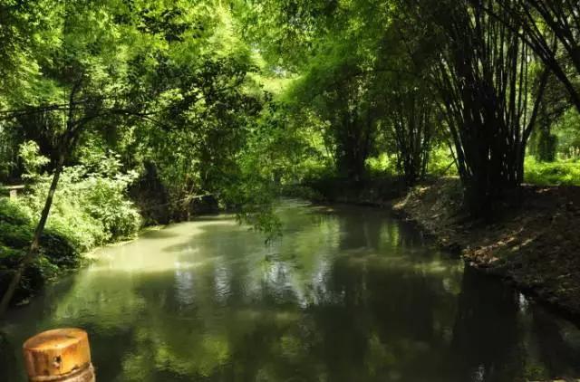成都周边免费森林自然景点,成都森林避暑好去处