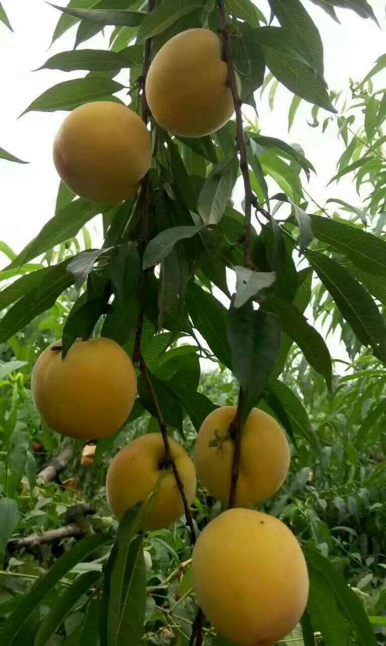 有蕡其实：爱上诗老河口黄桃杯诗歌全国征文大赛获奖作品展播