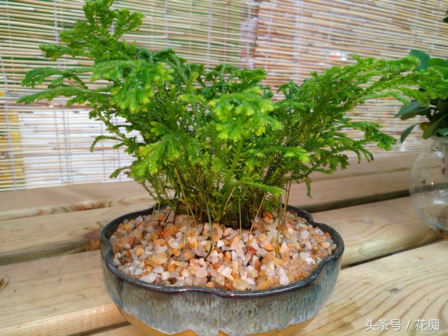 珊瑚蕨喜阴还是喜阳,珊瑚蕨类