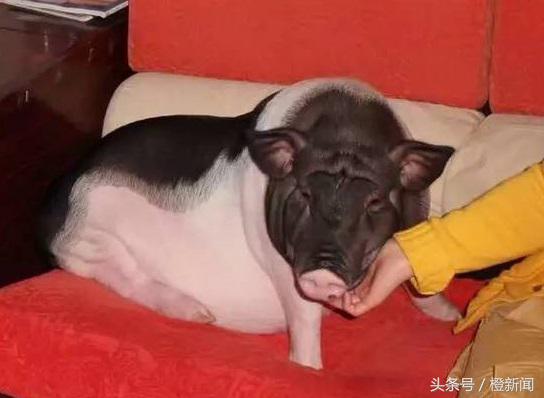 养茶杯猪养成大肥猪,茶杯猪能养多久