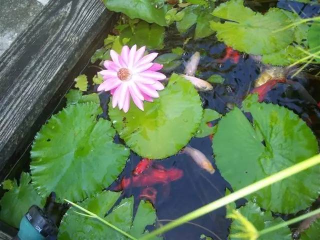 冬天睡莲枯萎了怎么办,睡莲冬天在屋里能开花吗