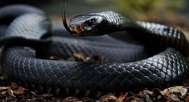 属蛇男和属猴女要什么属相孩子好,属蛇女的和什么属相最配最合适呢