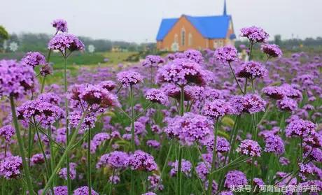 郑州普兰斯薰衣草庄园开门了吗,普兰斯薰衣草庄园能去吗