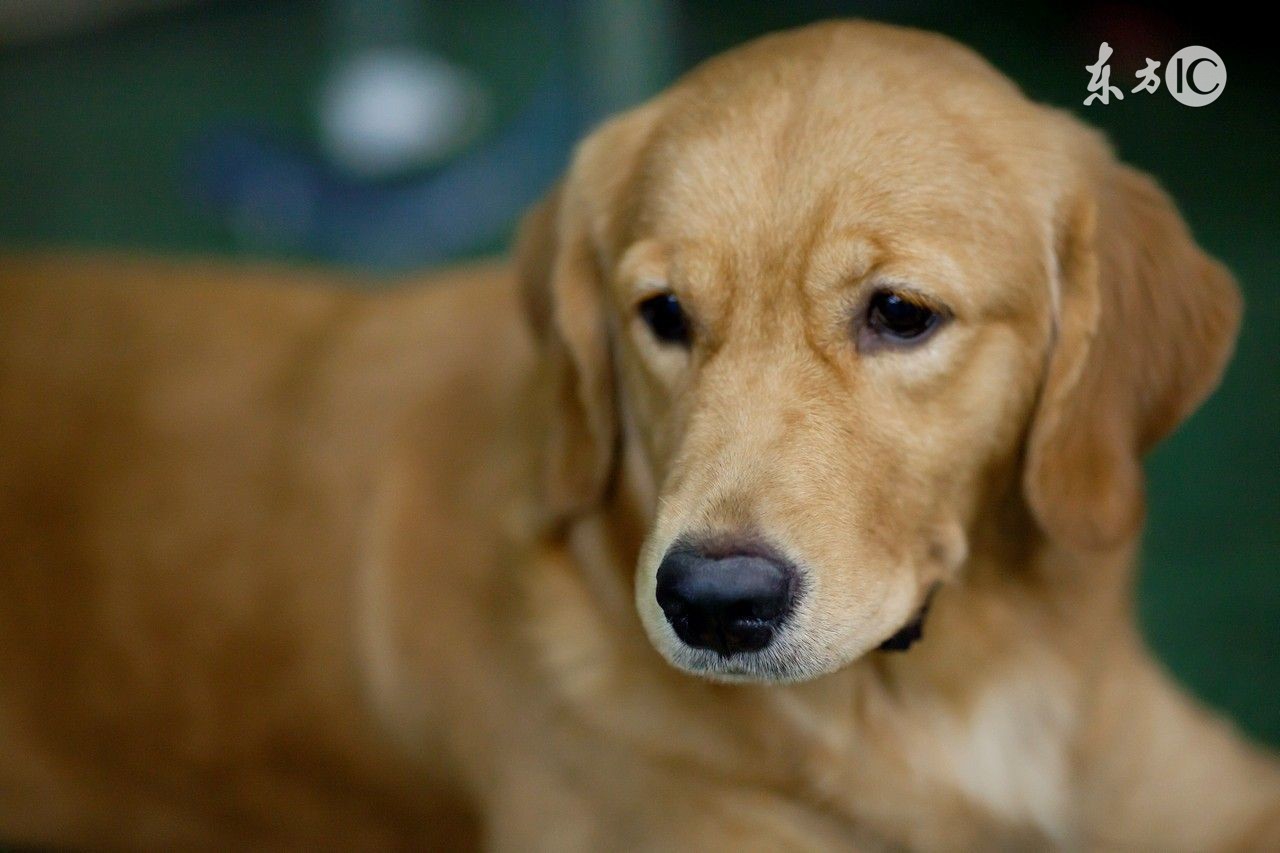 盘点全网最精的狗狗,全网狗狗大合集