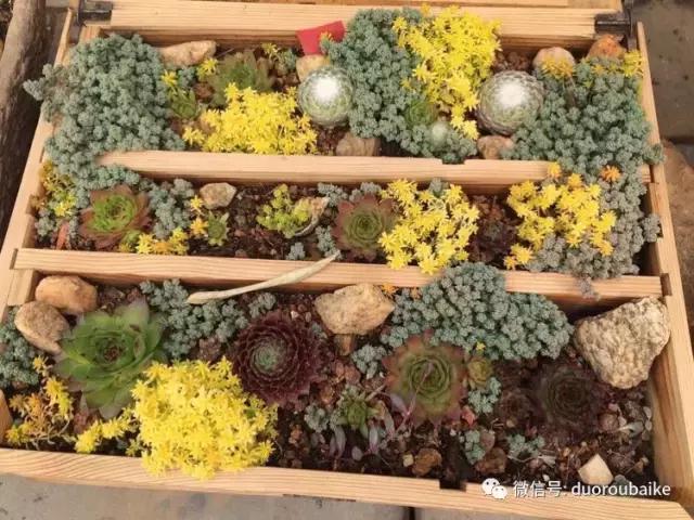 养了一年多的多肉没啥变化说说,养了几年的多肉快要全军覆没了