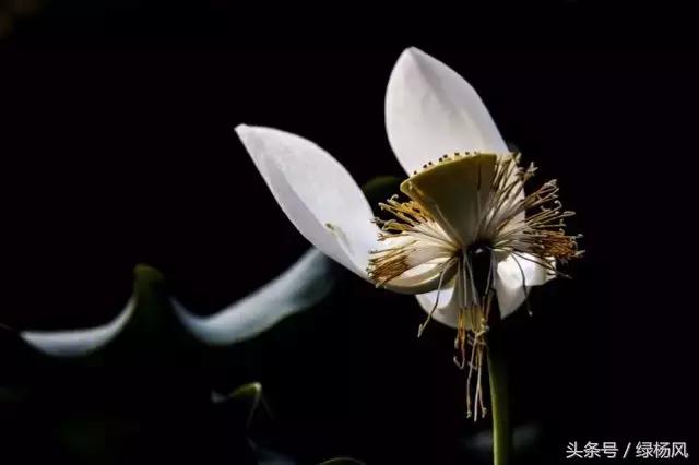 瘦西湖优惠门票多少钱,瘦西湖门票优惠政策最新