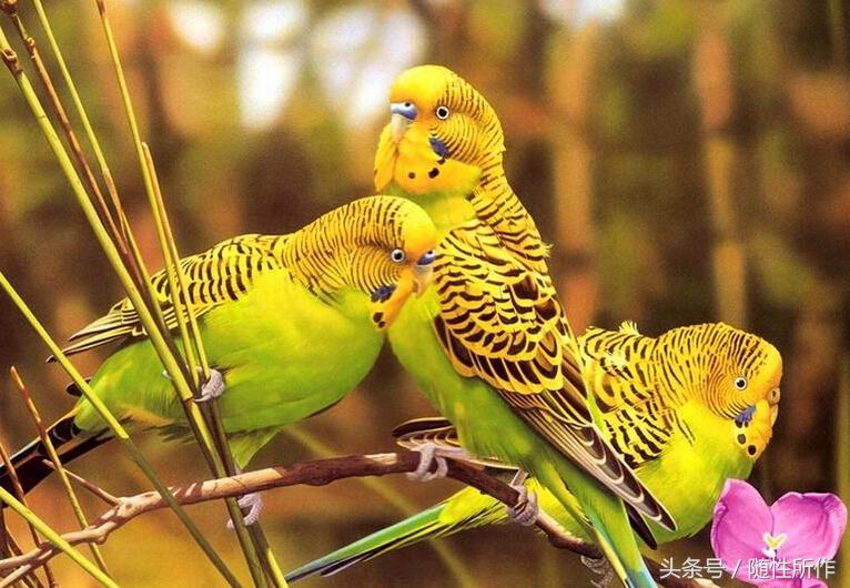 宠物鹦鹉幼鸟公母一对,宠物鹦鹉怎么分