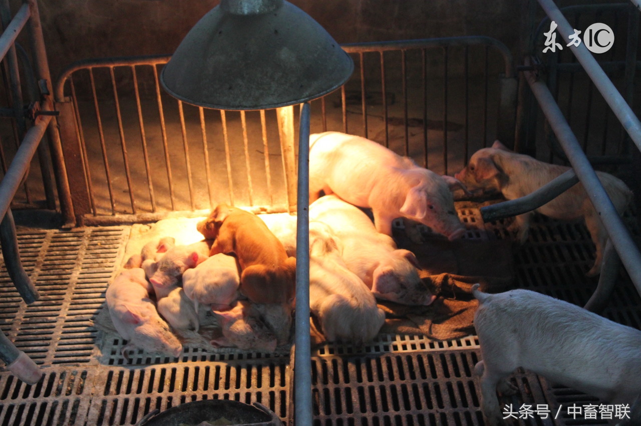 怎样才能养好断奶仔猪,怎么护理弱小仔猪