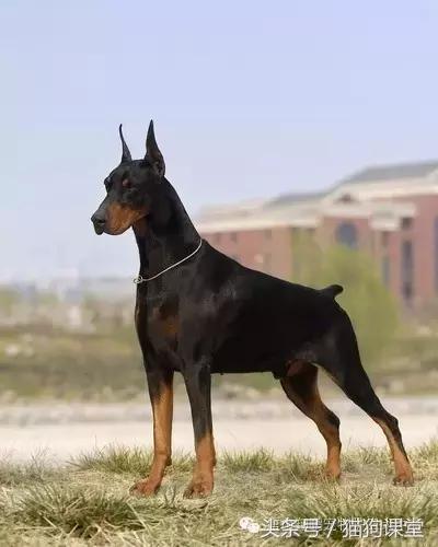 杜宾犬详细介绍,杜宾犬犬种多少钱