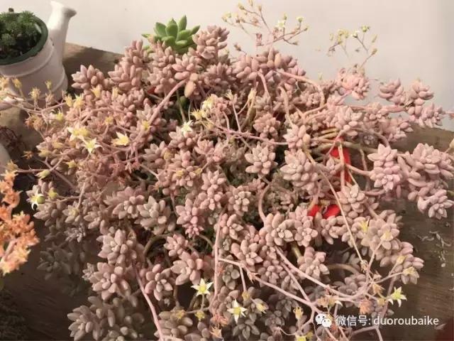 养了一年多的多肉没啥变化说说,养了几年的多肉快要全军覆没了