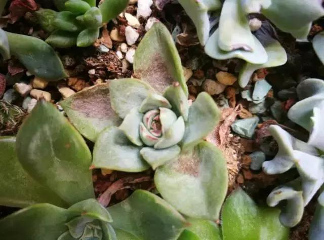 晒伤后的多肉能用芦荟修复吗,多肉从室内搬到室外被晒伤