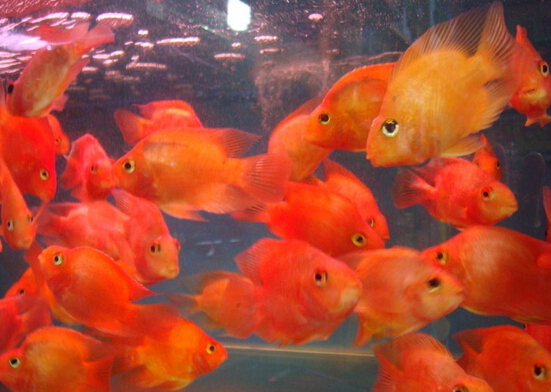 观赏鱼店靠什么赚钱,开卖观赏鱼的店生意好不好