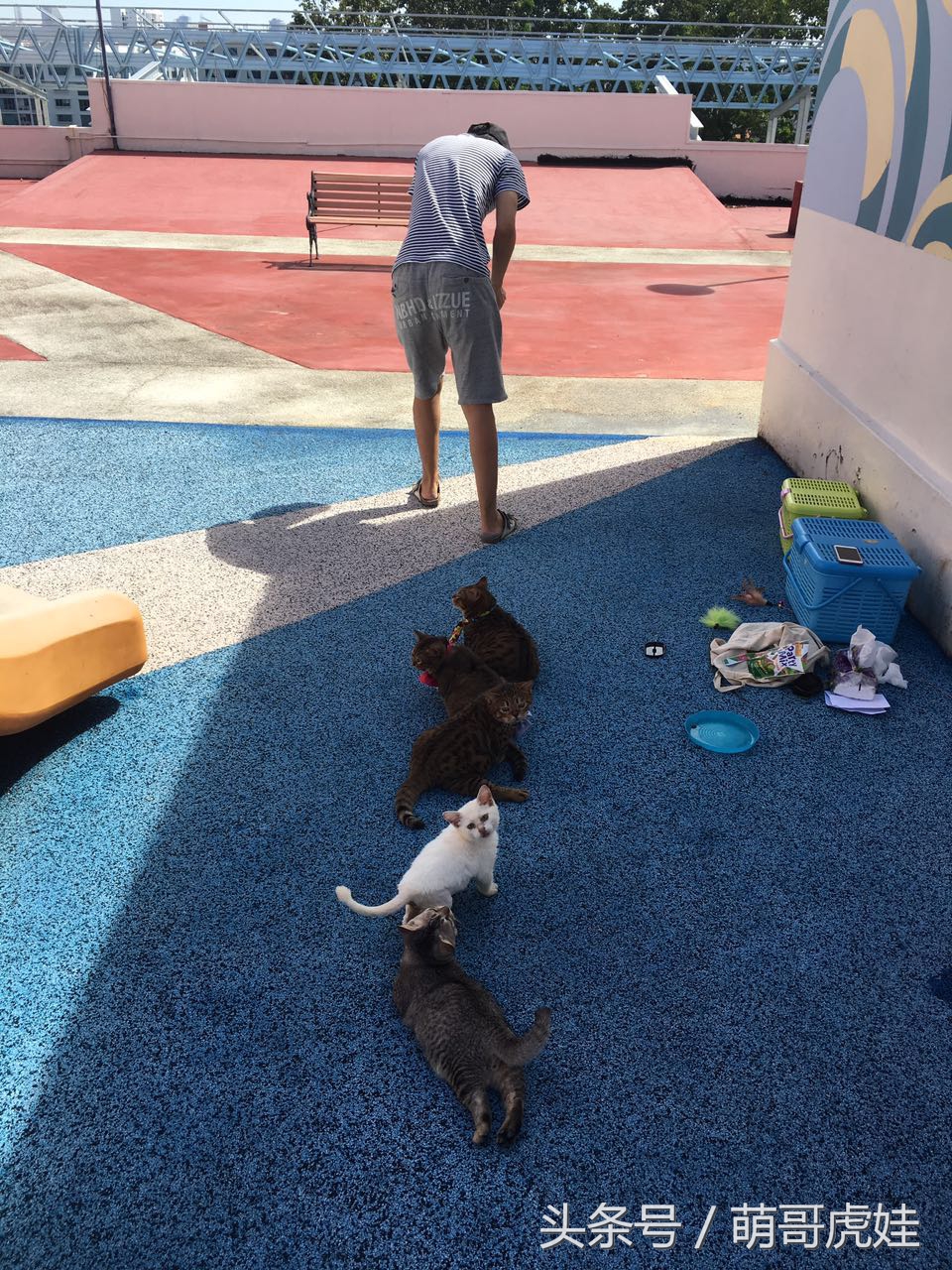 铲屎的带5只小肥猫跑步，跑了一圈回来发现喵星人居然还在原地