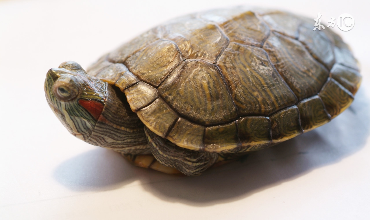 吃龟抗癌有依据吗,野生龟对癌症有效吗