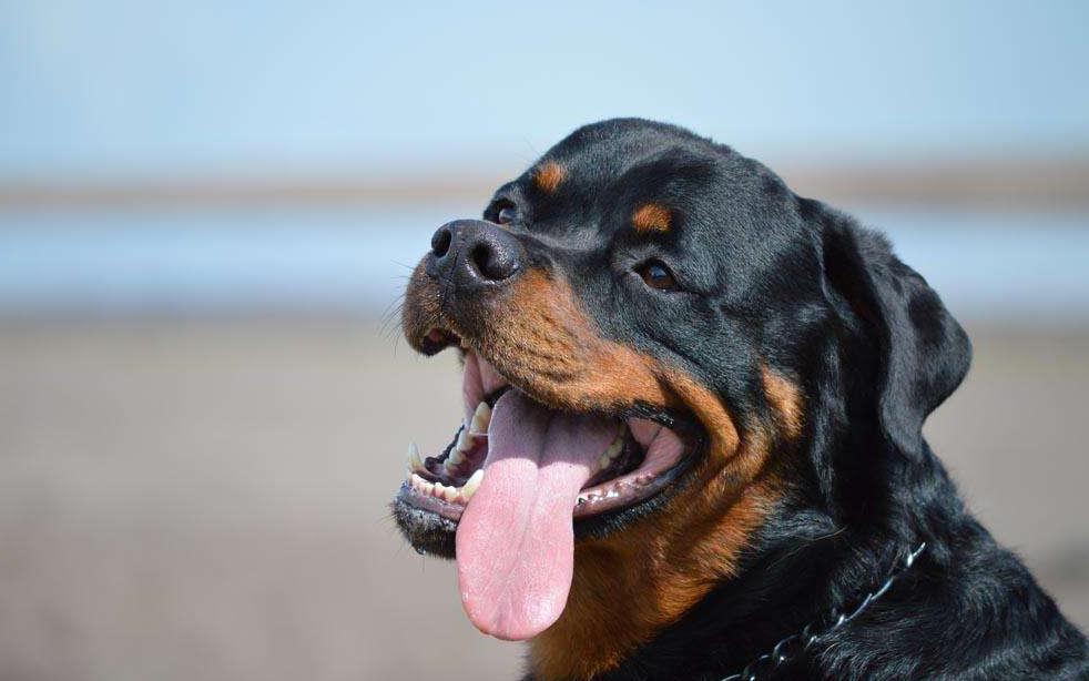 天气炎热狗狗也知道防中暑,夏季来临狗狗中暑知识早知道