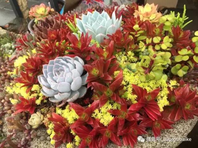 养了一年多的多肉没啥变化说说,养了几年的多肉快要全军覆没了